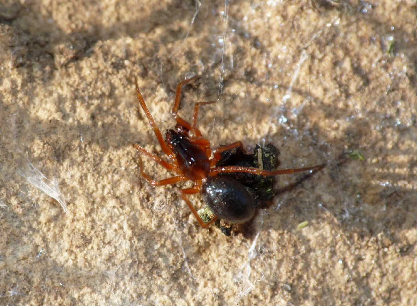 Coppia di Linyphiidae